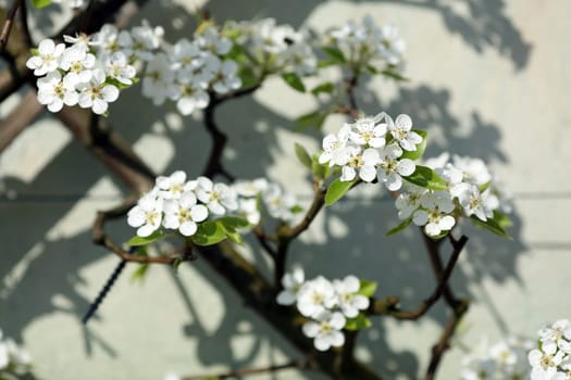 Details of an ornamental pear tree in springtime.