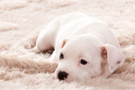 Crossbreed cute puppy in a studio having a great time