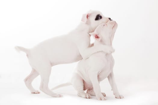 Crossbreed cute puppy in a studio having a great time
