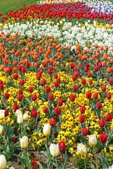 Tulips