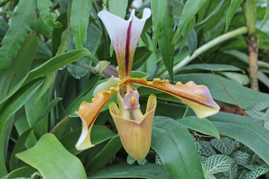 Orchid