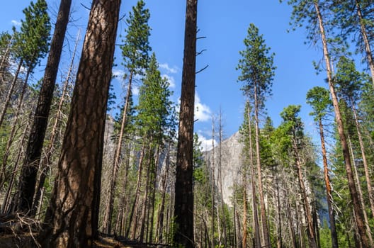 El Capitan rock between the trees in Yosemite National Park in California