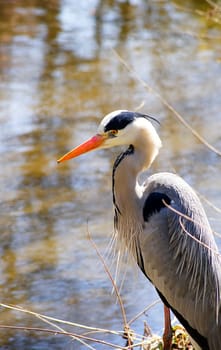 Grey heron