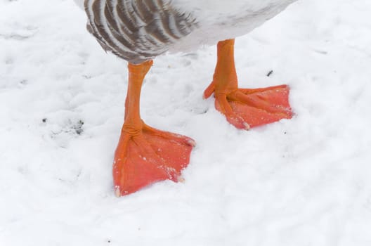 pair of goose feet in snow
