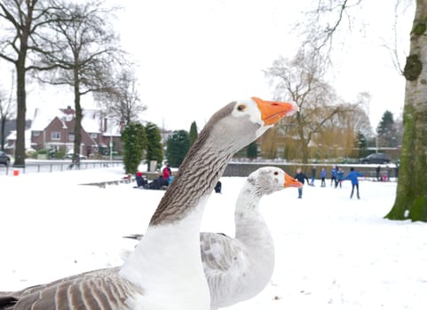 white domestic goose in front of a pond with skating children