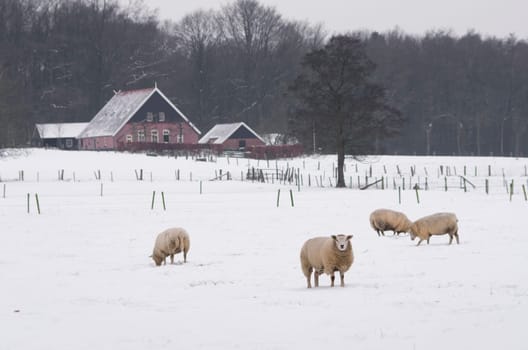 sheep grazing in a white snow winter landscape