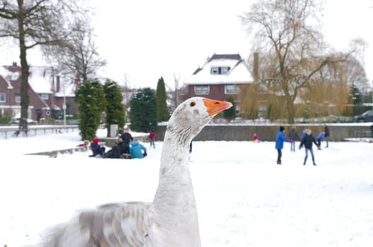 white domestic goose in front of a pond with skating children