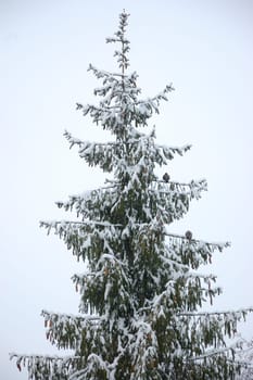 Pine tree in winter with birds