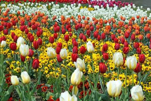 Tulips