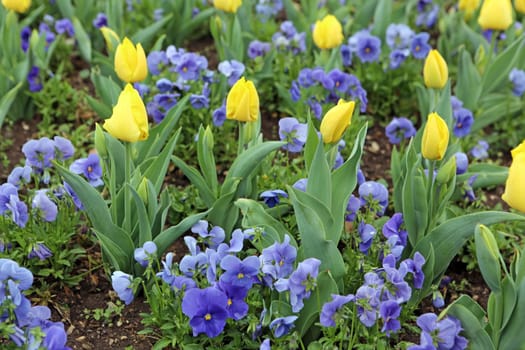 Tulips
