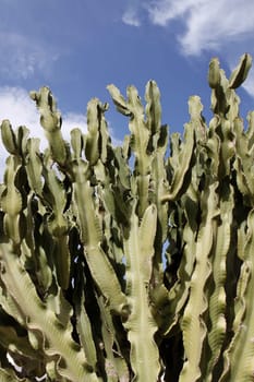 Canary Islands spurge