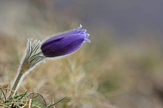 Common pasque flower in the Kellerwald National Park