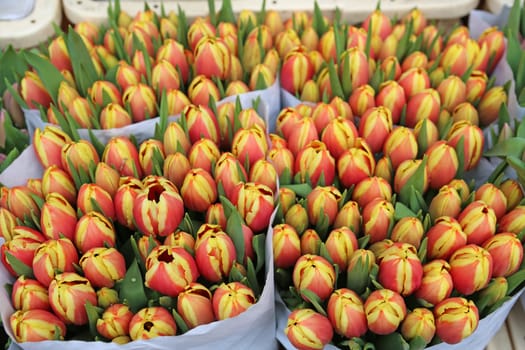 Tulips