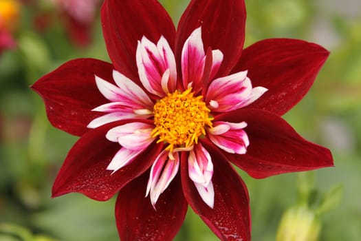 Dahlia