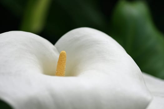Calla