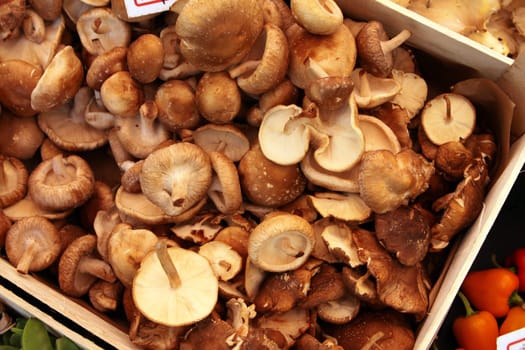 Fungi