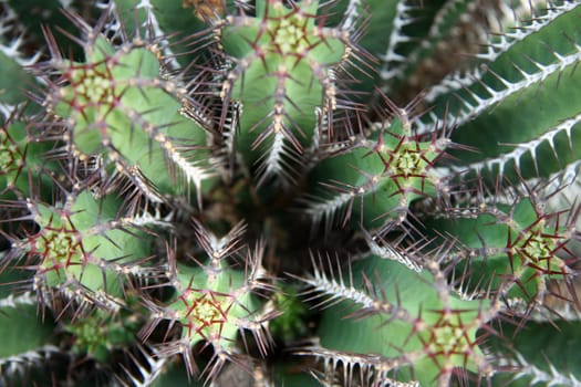 Cactus