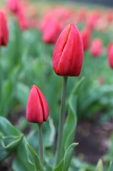 Tulips