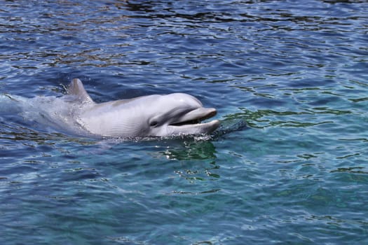 Dolphin