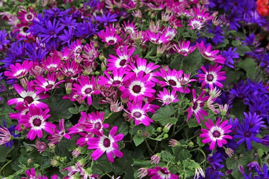Gerbera