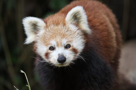 Red panda