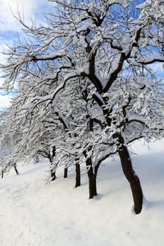 Winter