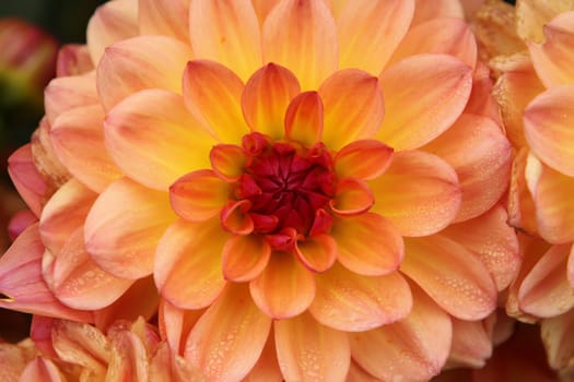 Dahlia