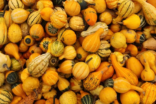 Gourds