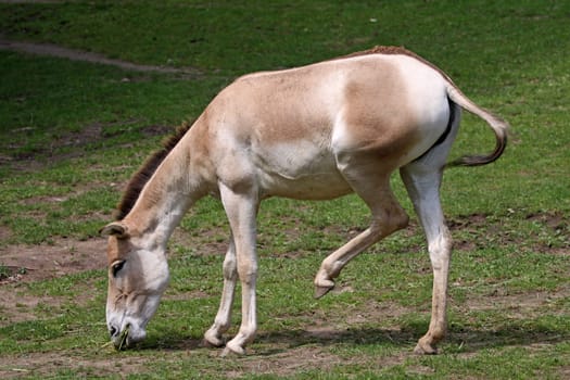 Kulan