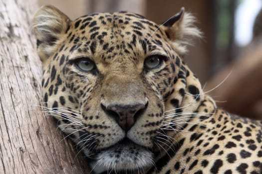 Leopard