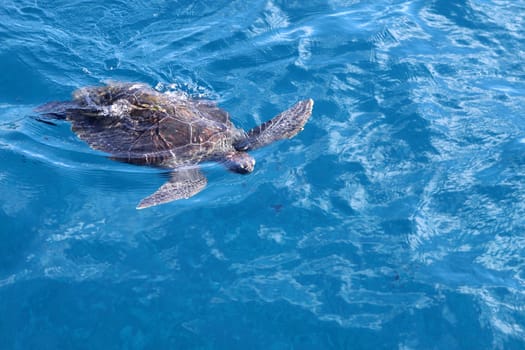 Water turtle off Tenerife