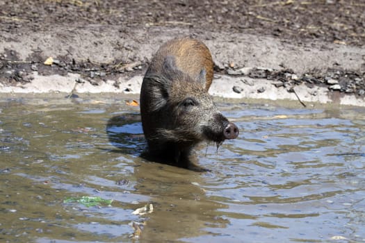 Wild boar