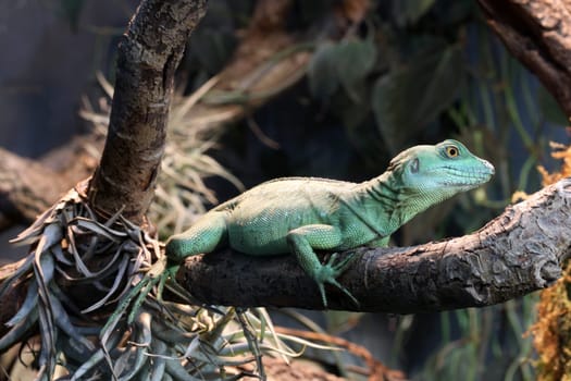 Iguana