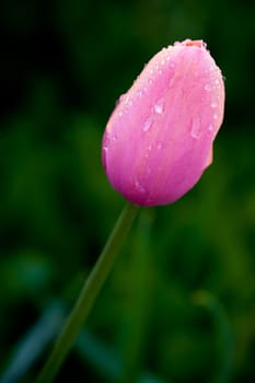 Closeup on a pink tulip, flower macro
