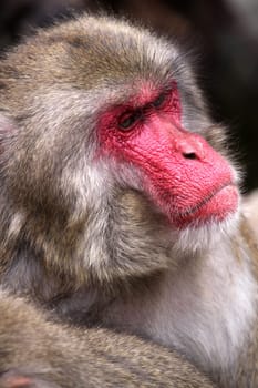 Red-faced or Japanese macaque