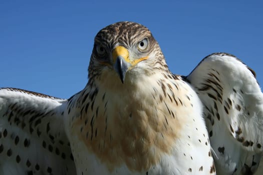 Desert Buzzard