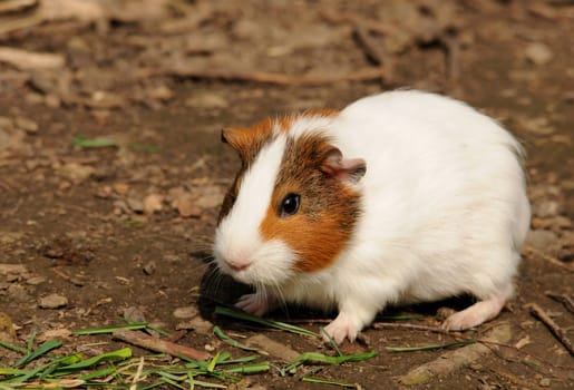 Guinea pig