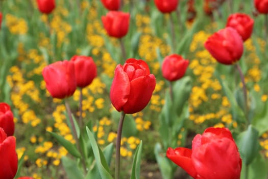 Tulips