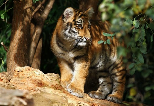 Siberian tiger