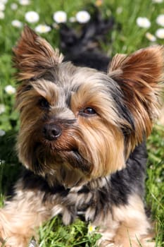 Yorkshire Terrier