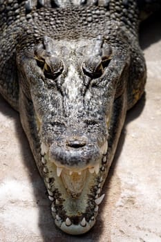 Saltwater crocodile