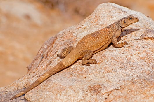 Chuckwalla