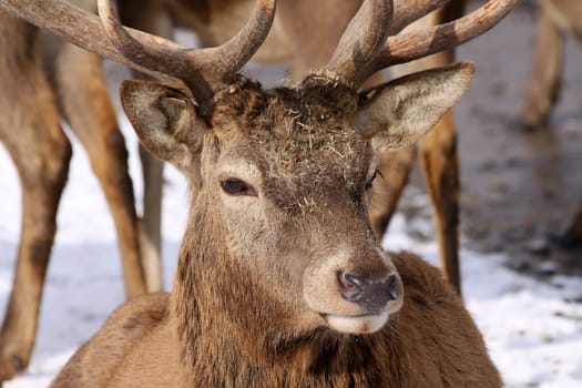 Red deer