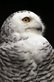 Snowy owl