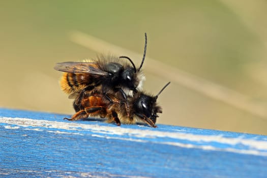 Horned mason bees mating