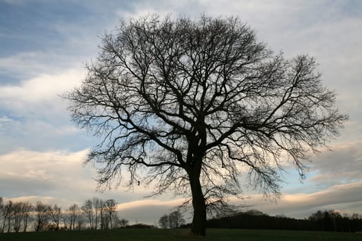English oak in winter