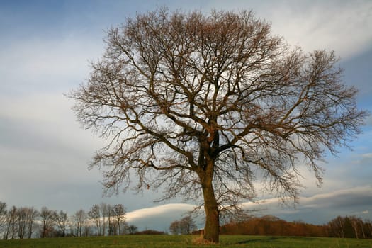English oak in winter