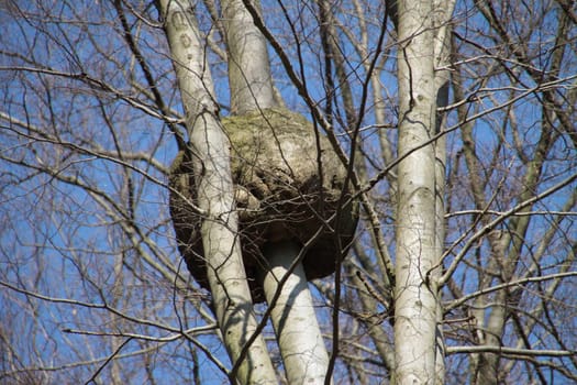 Giant burl bulb