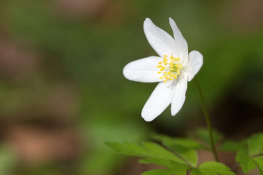 Wood anemone