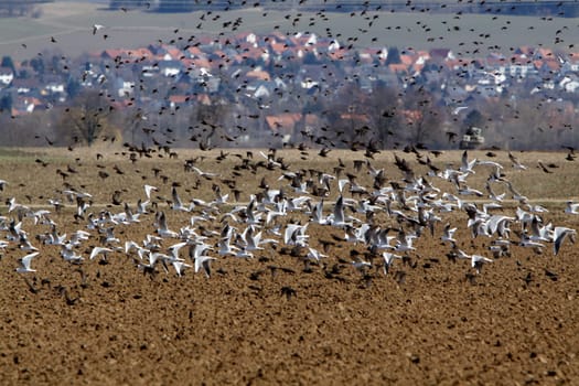 Flock of starlings and seagulls